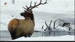 Wolf pack (Yellowstone Druid pack) vs Elk (Waipiti)