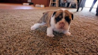 English Bulldog puppies learning to walk for the first time