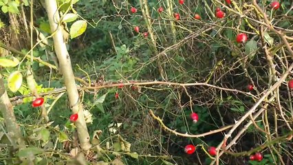 Rosliny jadalne Pazdziernik