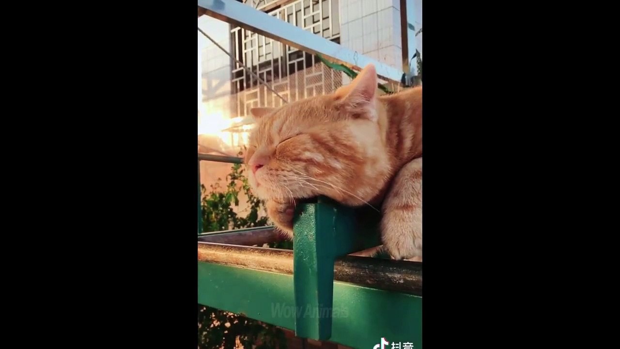 Try Not To Laugh Challenge - Funny Cat & Dog Vines compilation