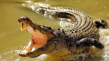 El letal ataque del cocodrilo gigante