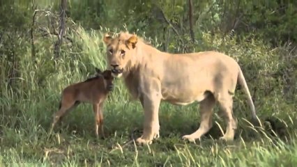 La leona generosa que salva al pequeño ñu de las fauces del león con hambre
