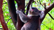 KOALA IN FOREST sound - Relaxing Australian Nature Quiet animal with birds and scream Australia 考拉 코알라 coala コアラ коала #कोअला สัตว์มีถุงหน้าท้องคล้ายหมี Australien أستراليا 澳大利亚 호주 Australie オーストラリア Австралия ऑस्ट्रेलिया  ออสเตรเลีย Châu Úc Avustralya hd