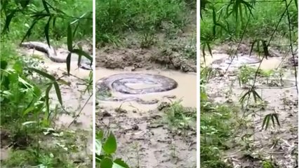 வைரலாகும் வீடியோவால் பீதியில் பொதுமக்கள்!