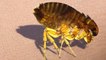 Why fleas are so hard to kill