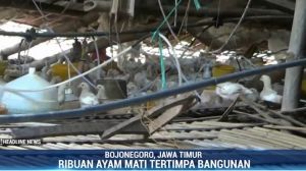 Kandang Roboh Diterjang Angin, Ribuan Ekor Ayam Mati
