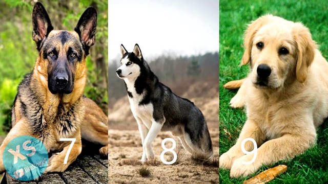 TEST DE PERROS (¿QUE RAZA DE PERRO ERES?)