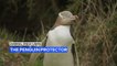 Animal Rescuers: The woman protecting New Zealand's penguins