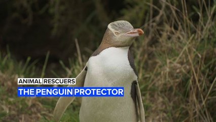 Animal Rescuers: The woman protecting New Zealand's penguins