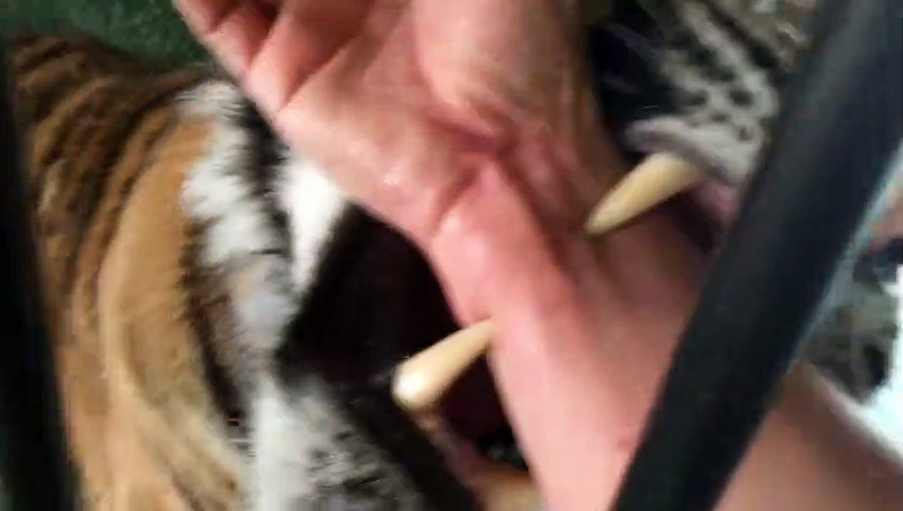 Il fait un calin à son tigre à travers la cage... Pas peureux le dresseur!