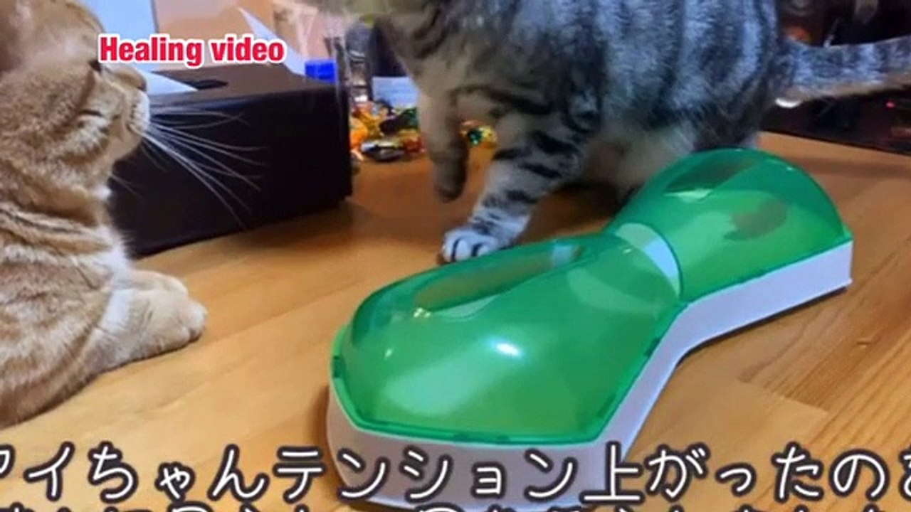 Animal healing 12