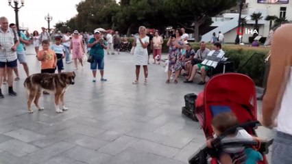 - Ölen sahibinin dönmesini 9 yıl bekleyen köpek: Kırım’ın Haçiko’su