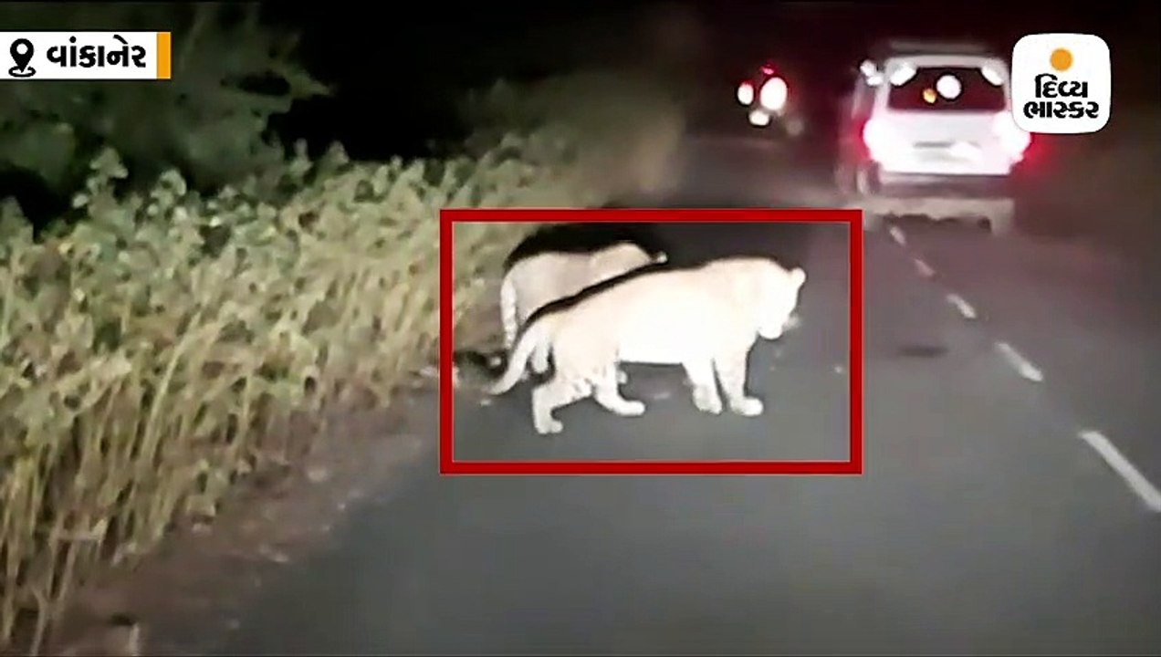 મેસરીયા ગામે રોડ પર 2 દિપડાએ જોવા મળ્યા, ગ્રામજ...