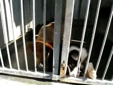 chiots SPA de Gennevilliers