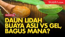 Daun Lidah Buaya Asli vs Produk Gel, Lebih Baik Mana?