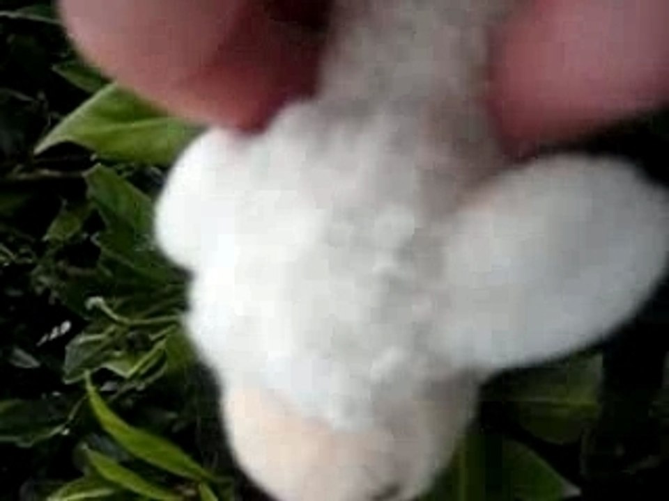 Photo 004