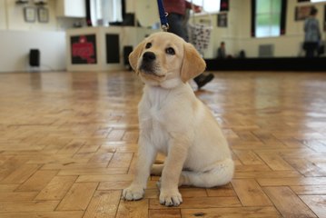 The advantages of owning a pet