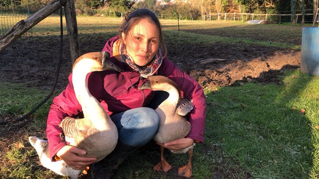 Ernest et Célestine, les oies de Guinée, font « partie de la famille »