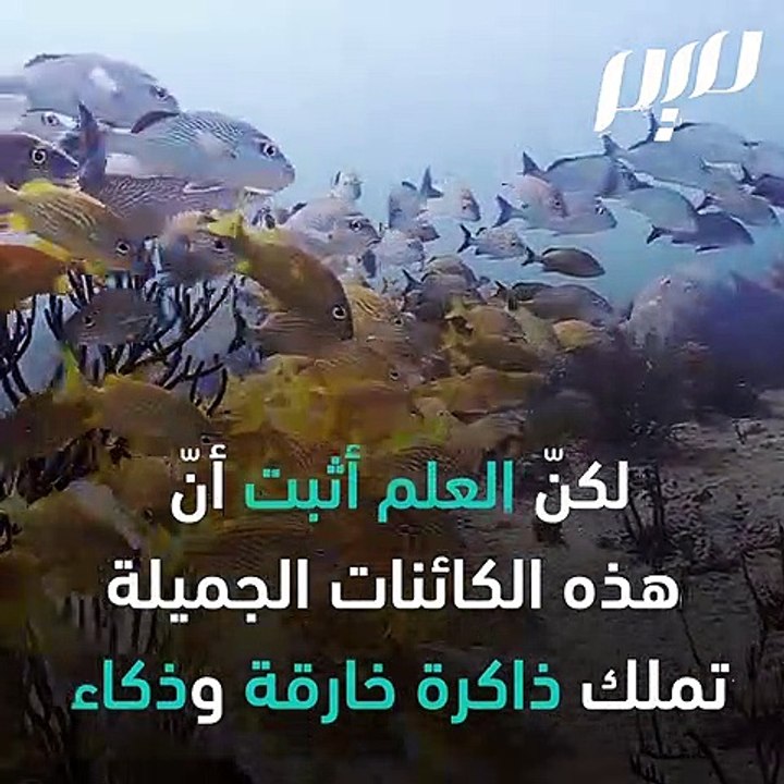 ذاكرة الأسماك‎
