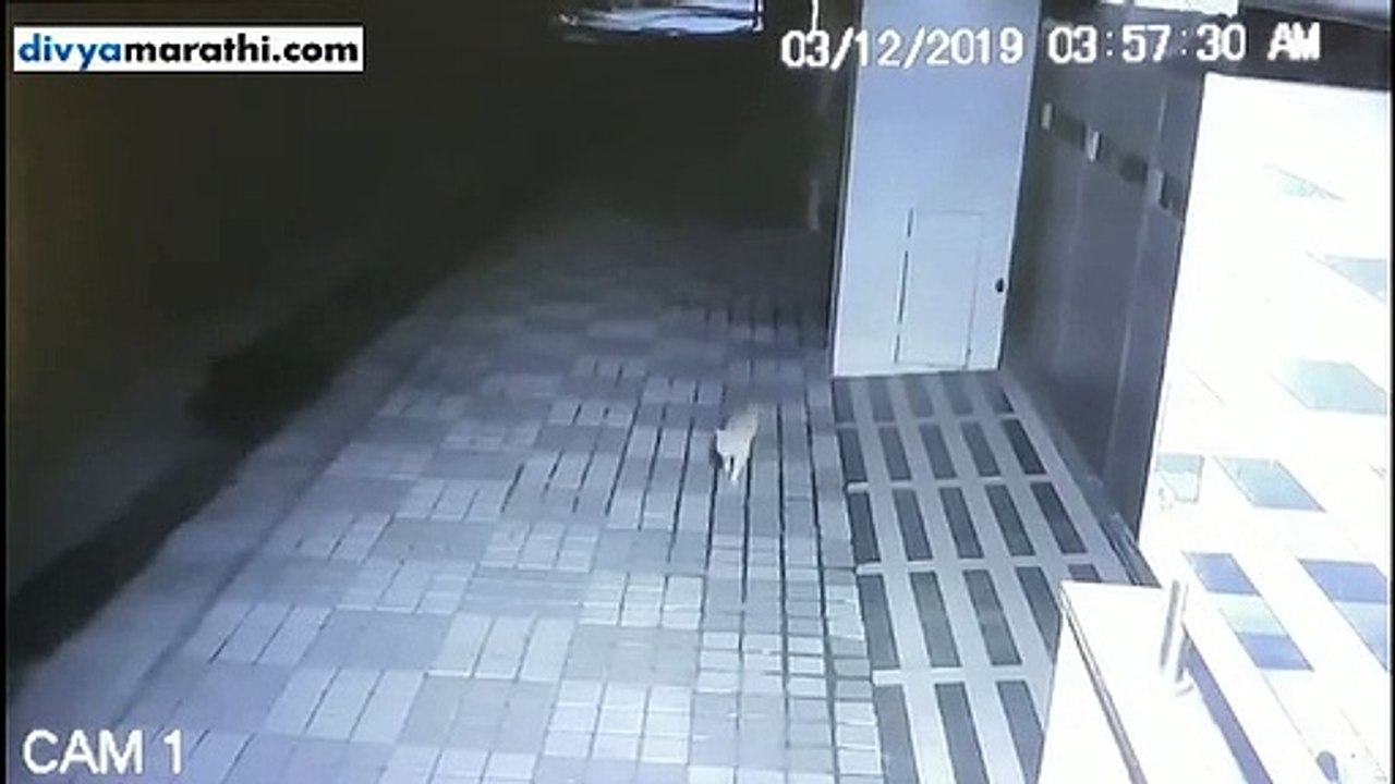 Aurangabad : Leopard caught in bungalow's cctv at 4 am in N1