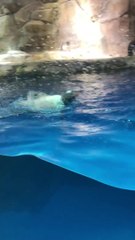 Cute Real Penguin doing back swim live animal ocean park hong kong 企鵝背泳香港海洋公園