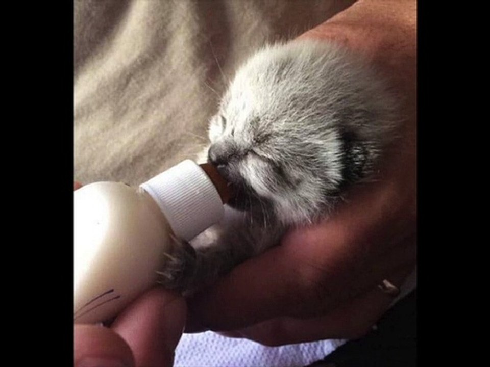 Elle entend des petits cris qui proviennent d’un trou, en regardant à l’intérieur, c’est la stupeur totale !