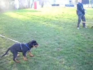 Entraînement09.02.08 de Claoss vom Hellimer Hof(3 mois)