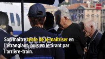 À Aulnay, un molosse défraye la rubrique des chiens écrasés