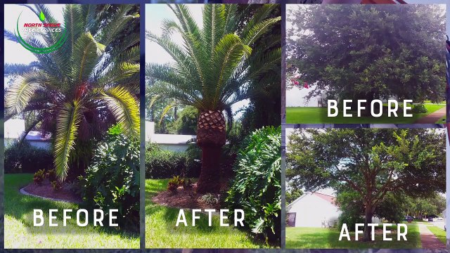 Professional Tree Services: Tree Lopping In Sydney