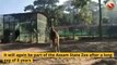 Watch | Male Giraffe from Mysore Zoo reached Assam State Zoo today morning