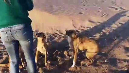 Sarah Gate plays with dogs on the beach in Morocco