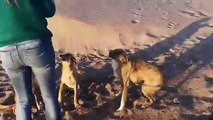 Sarah Gate plays with dogs on the beach in Morocco