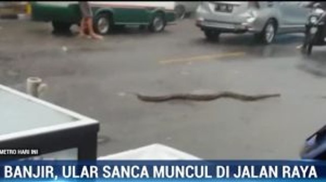 Ular Sanca Terseret Arus Banjir di Sukabumi