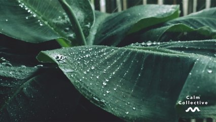 Calm Collective - Umbrella Raindrops