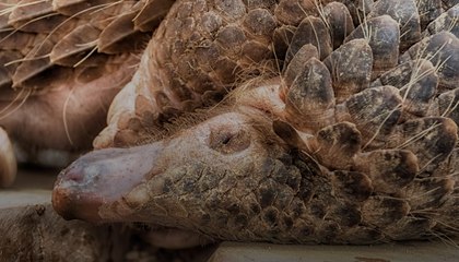 Le trafic des espèces menacées