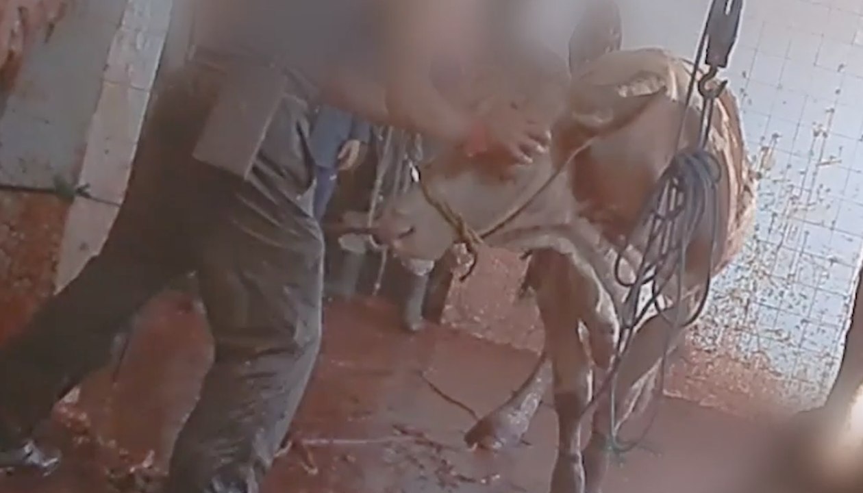 L'enfer des animaux français exportés à l'étranger