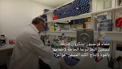 شاهد: ابتكار طريقة "رحيمة" لإنتاج كبد البط المسمن - فواغرا