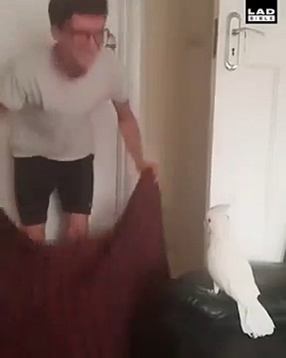 En voyant l’homme disparaitre sous le drap, cet oiseau était tellement surpris qu’il avait même dit « what a fuck ».