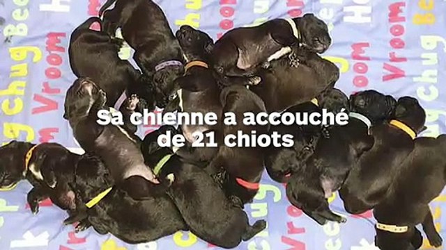 Un chien a accouché d'une portée de 21 chiots