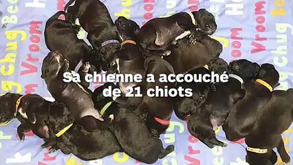 Un chien a accouché d'une portée de 21 chiots