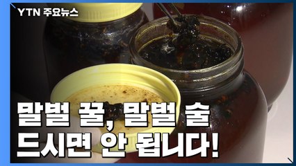 신경통에 좋다고요?...'말벌 꿀', '말벌 술' 드시면 안 됩니다 / YTN