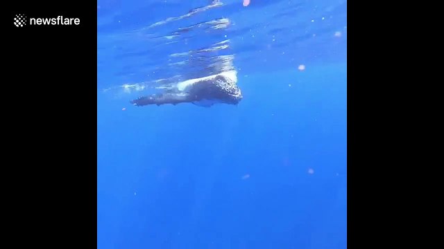 Incredible close encounter of a playful baby humpback whale in Tonga