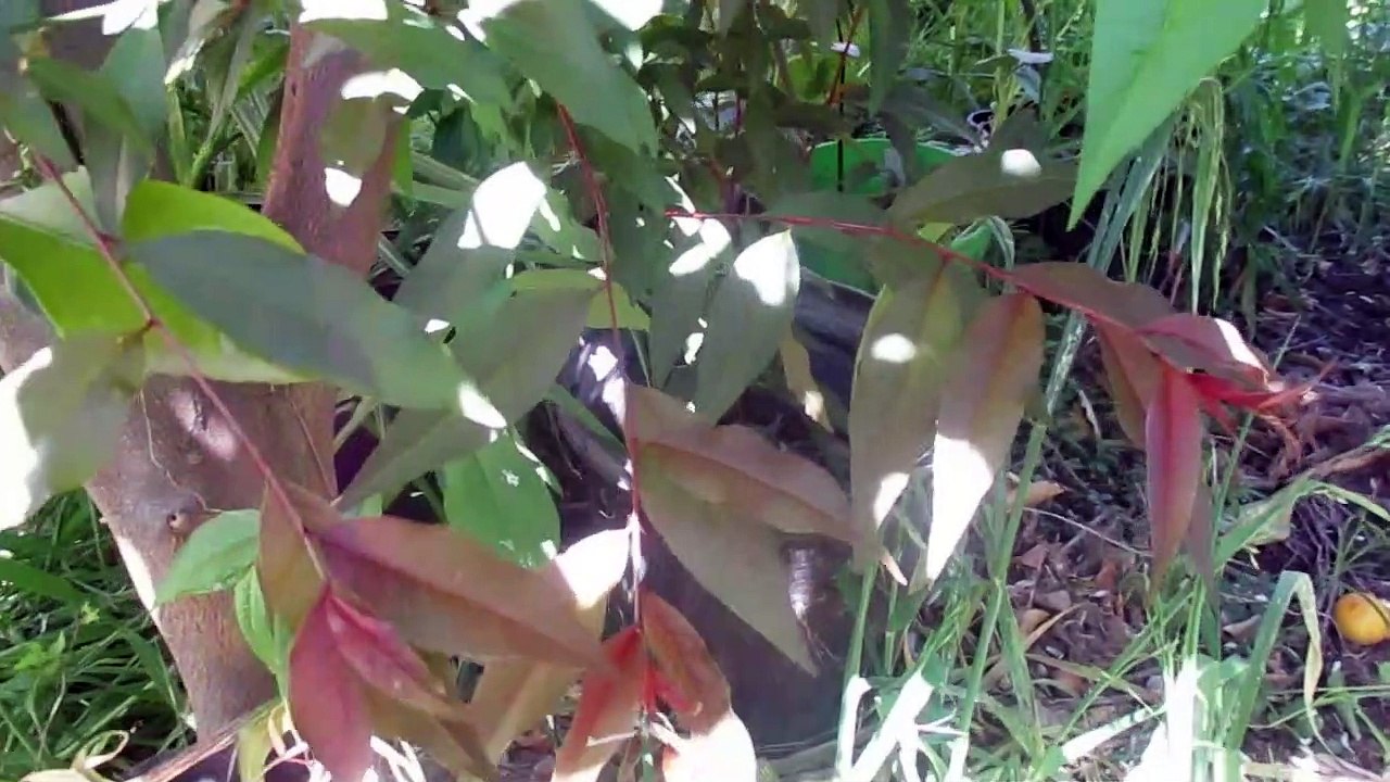 PURPLE LEAF PEACH TREE SEEDLINGS - video Dailymotion