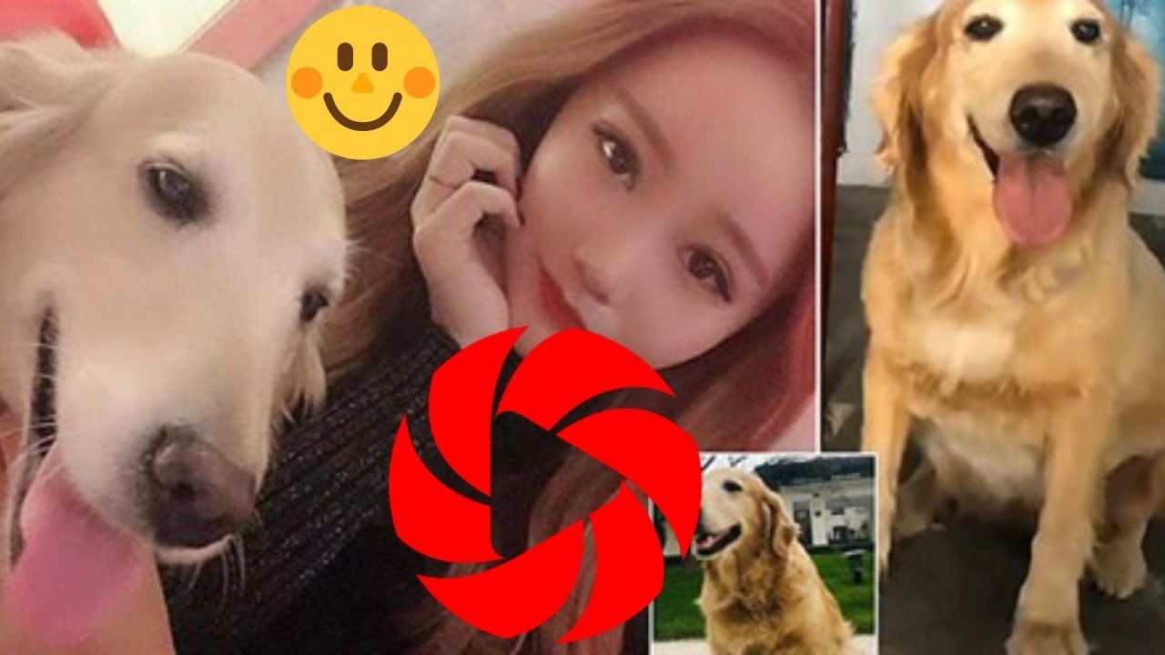 Une propriétaire d'un animal de compagnie dépense 41 000 £ pour faire cloner son Chien bien-aimé