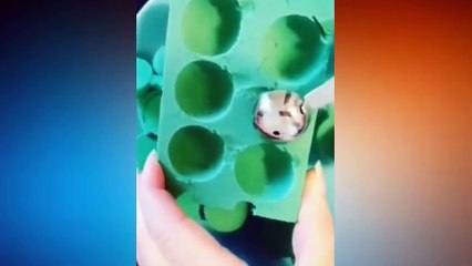 Most Oddly Satisfying Video With Relaxing Music — Watch Before Sleep