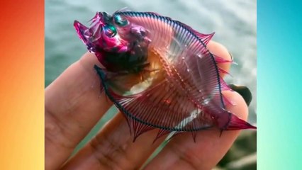 Newest Oddly Compilation You'll be happy when watching this videos