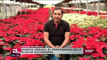 Flor de Nochebuena afectada por la mancha urbana