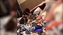 Pup refuses to let owner leave the bed and turns off his alarm