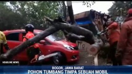 Download Video: Pohon Setinggi 8 Meter Tumbang Timpa Mobil di Bogor