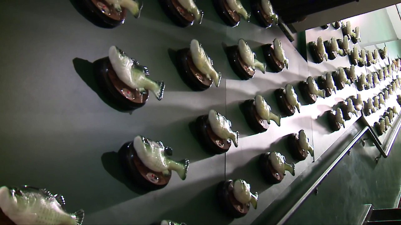 70 poissons automates chantes ensemble en chorégraphie